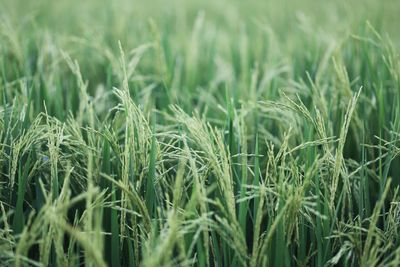 Close-up of stalks in field