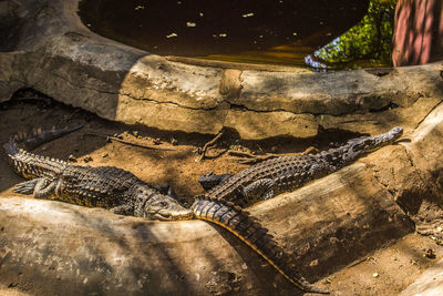 High angle view of crocodile in zoo