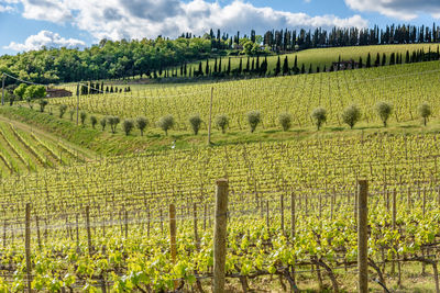 Scenic view of vineyard