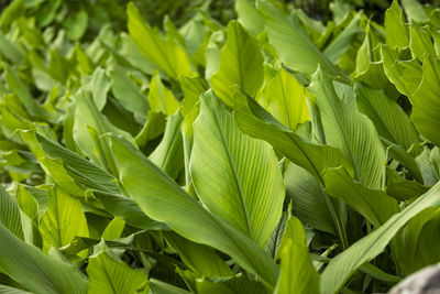 Full frame shot of fresh green leaves