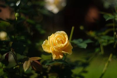 Close-up of yellow rose blooming outdoors