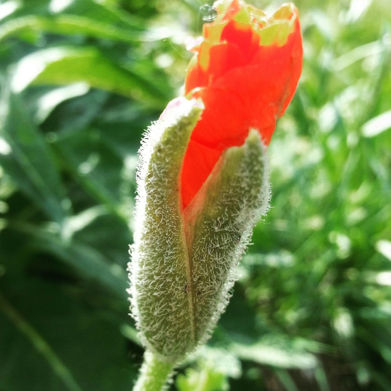 growth, freshness, flower, red, close-up, fragility, beauty in nature, plant, flower head, petal, green color, focus on foreground, nature, bud, leaf, blooming, single flower, day, stem, no people