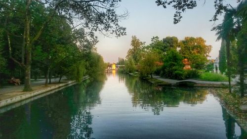 Reflection of trees in water