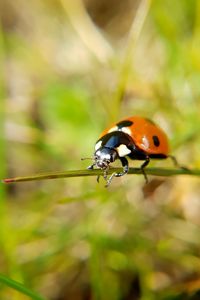 Close-up of ladybug on plant