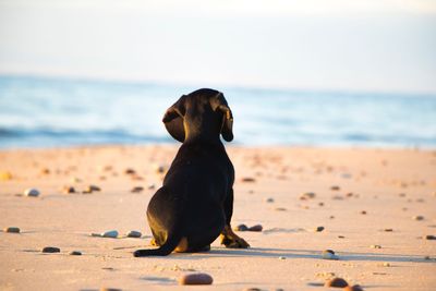 Black dog on beach against sky