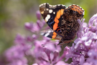 Close-up of butterfly pollinating on flower