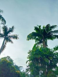 Low angle view of coconut palm trees against sky