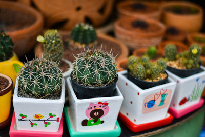 High angle view of succulent plants in market