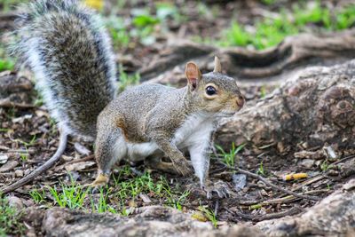 A close up of a curious squirrel facing the camera.