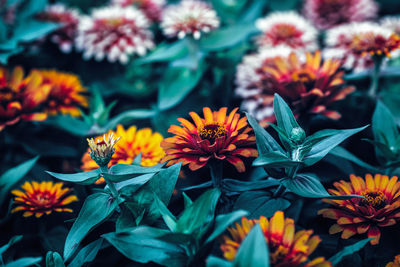 Close-up of multi colored flowers outdoors