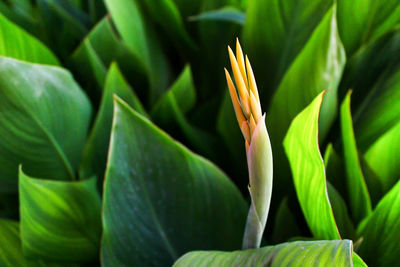 Close-up of leaves