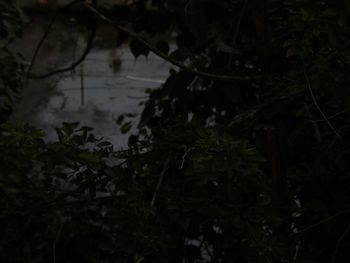 Plants growing at night