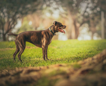 Side view of dog standing on field