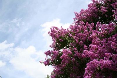 Low angle view of pink flowers on tree