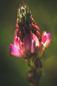 Close-up of pink flowering plant