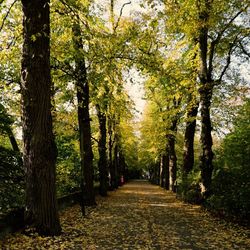 Trees in forest during autumn