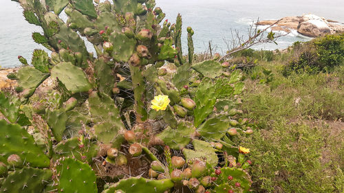 Cactus growing by sea