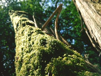 Low angle view of moss growing on tree trunk