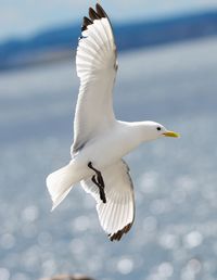 Seagull flying over sea