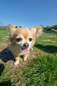 Portrait of dog on field