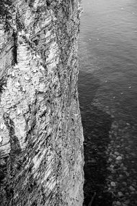 Close-up of tree trunk by sea