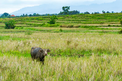 Isolated buffalo in a rice field - bali, indonesia