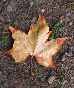 Close-up of dry leaves on ground