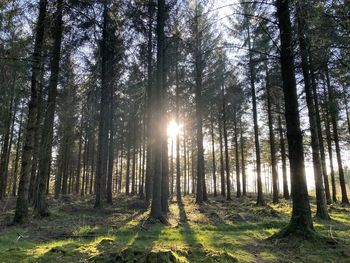 Sunlight streaming through trees in forest