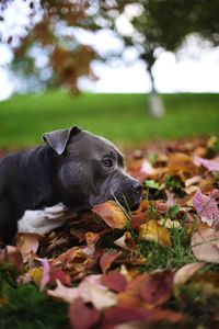 Close-up of dog on field during autumn