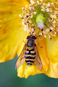 Close-up of bee pollinating on yellow flower