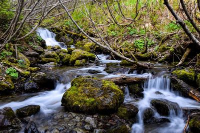 Scenic view of stream flowing in forest