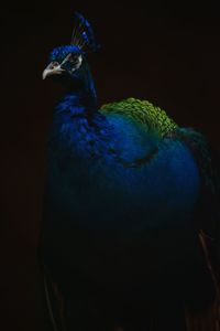 Close-up of peacock