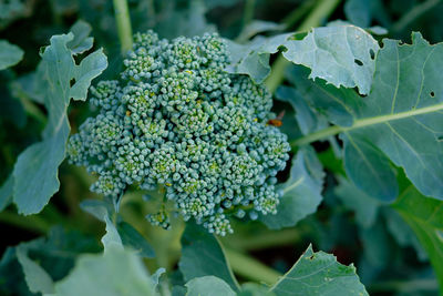 Broccoli on a tree. green background. healthy vegetables.