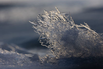 Gilded winter. translucent ice awakens in golden sunrise in northern europe