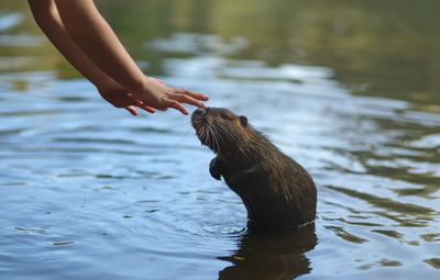 Low section of woman swimming in lake