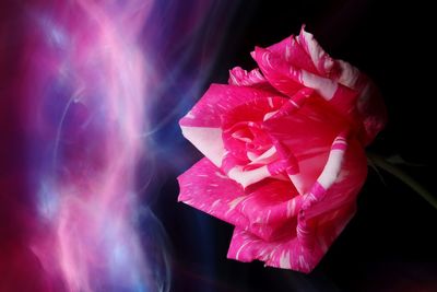 Close-up of pink rose flower