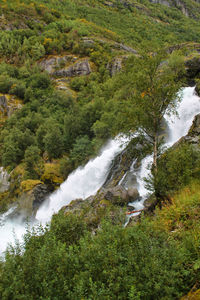 Scenic view of river flowing through forest