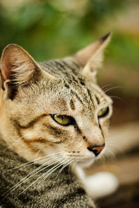 Close-up of a cat looking away