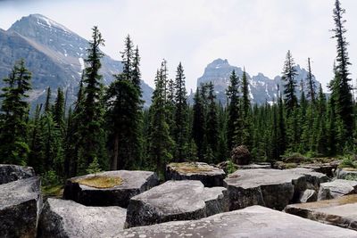 Scenic view of trees in forest against sky