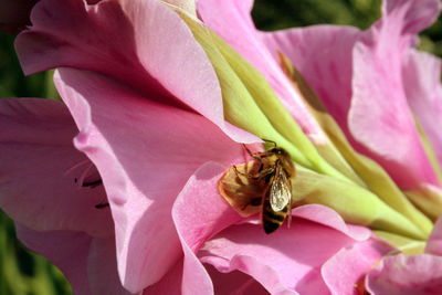 Close-up of bee on pink flower