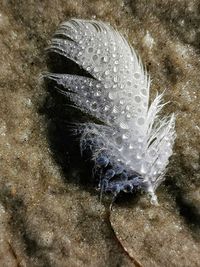 feather