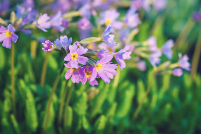 Close-up of purple flowering plant