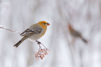 Close-up of a bird perching on snow