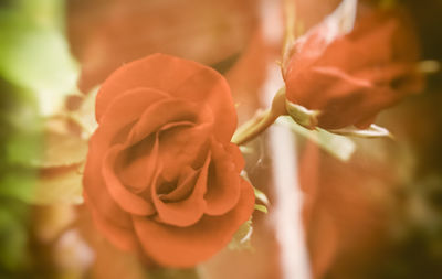 Close-up of rose blooming outdoors