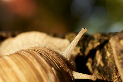 Close-up of snail on leaf