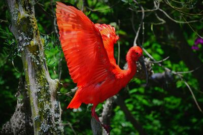 Close-up of scarlet ibis perching on tree branch