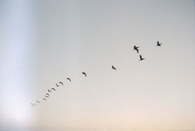 Low angle view of birds flying against sky