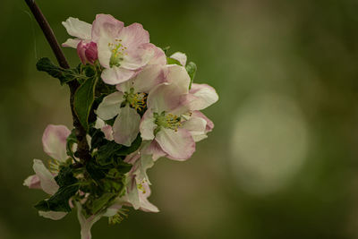 Close-up of pink flowering plant