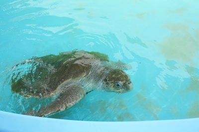 High angle view of turtle in sea