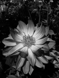 High angle view of flower blooming outdoors